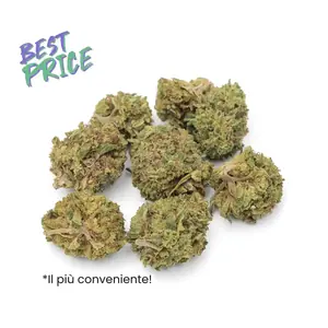 Silver Haze Baby buds