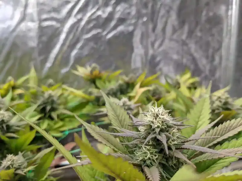 La nostra coltivazione indoor di cannabis legale