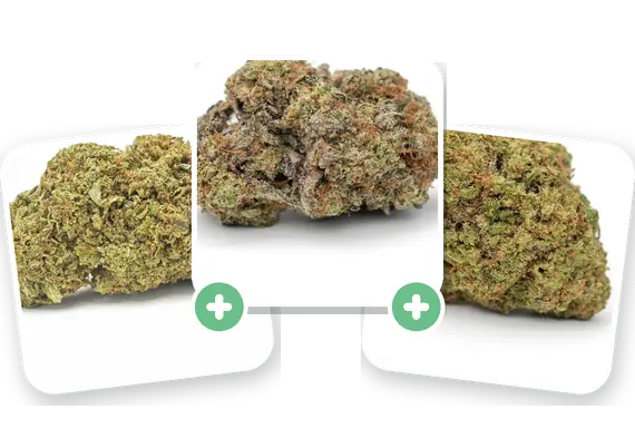 Crea il tuo kit: tre genetiche di cannabis light a scelta