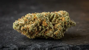 Amnesia CBD: infiorescenza di cannabis light con tricomi visibili e pistilli arancio