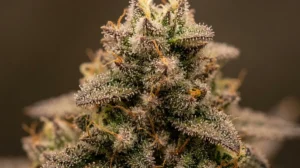 Terpeni della cannabis light: infiorescenza indoor WeWeed con tricomi visibili in macro