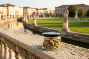 Glass jar of cannabis buds resting on a stone railing with a sunlit city square in the background.