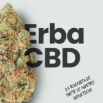 cannabis light indoor